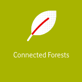 Connected Forests