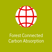 Forest Connected Carbon Absorption