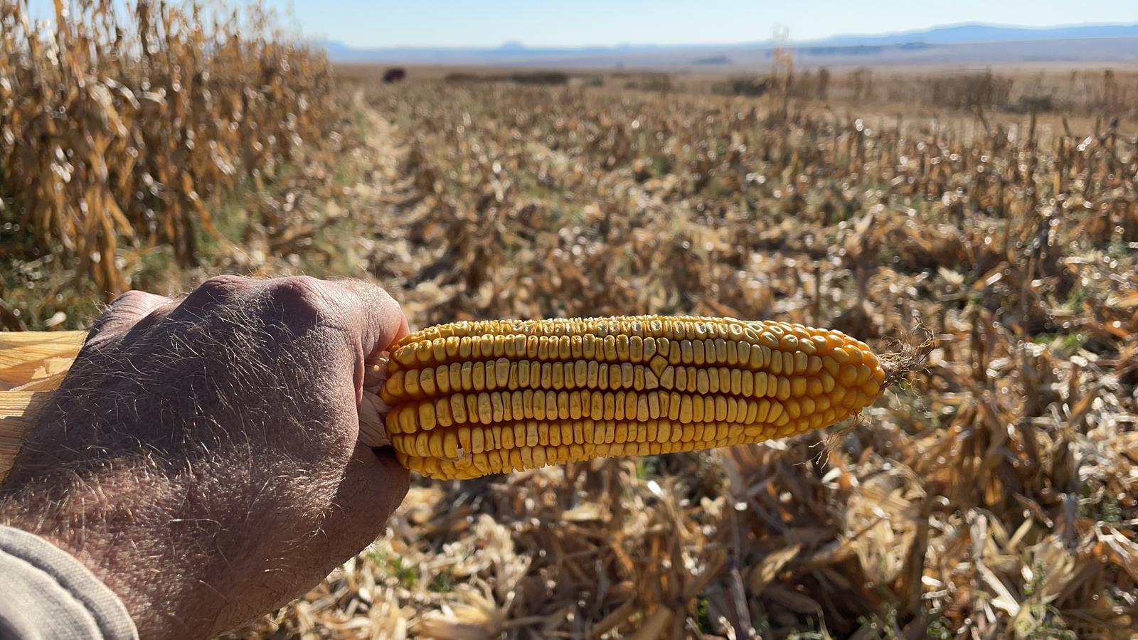 Theunis Pretorius farms corn